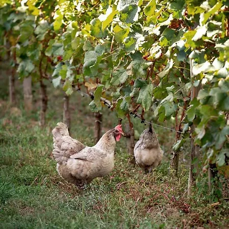 Chateau Croix De Labrie 3* Saint-Émilion