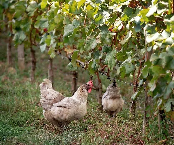 Chateau Croix De Labrie 3* Saint-Émilion